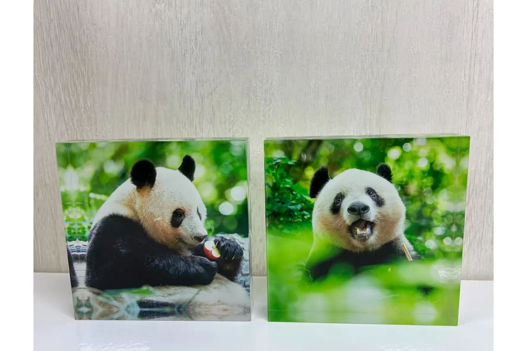 写真集『シャンシャン在東京――記憶に残るかけがえのない日々』出版記念「シャンシャン9歳を祝う大パンダ展」_5
