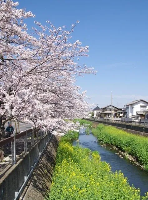 【桜・見ごろ】大柏川沿い_1