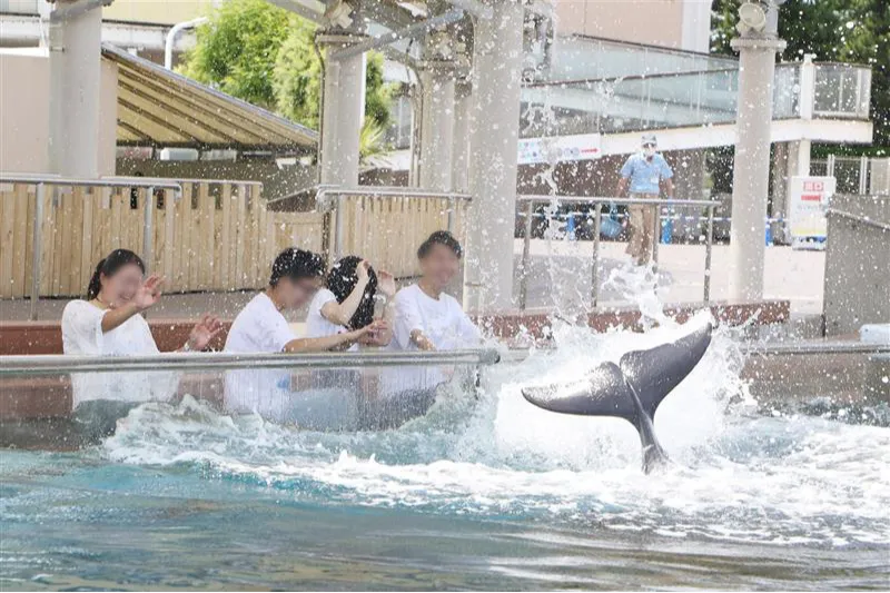 バンドウイルカから豪快な水しぶきをプレゼント！「バンドウイルカのスプラッシュタイム」