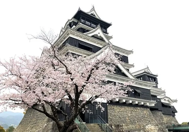 【桜・見ごろ】熊本城