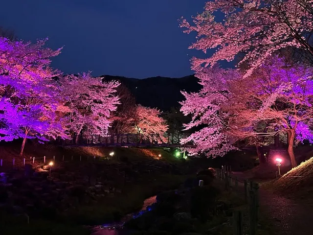 矢瀬親水公園桜並木ライトアップ