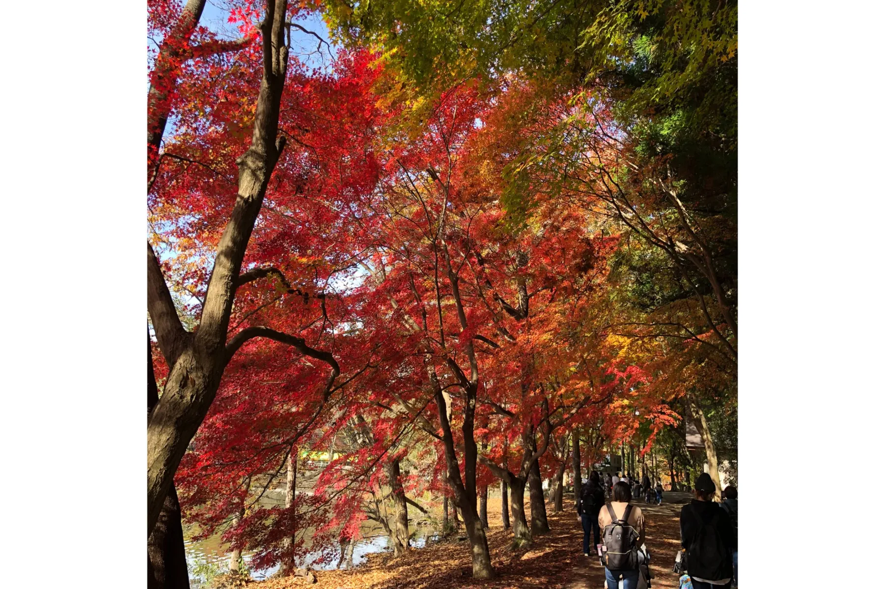 井頭公園の紅葉情報_1