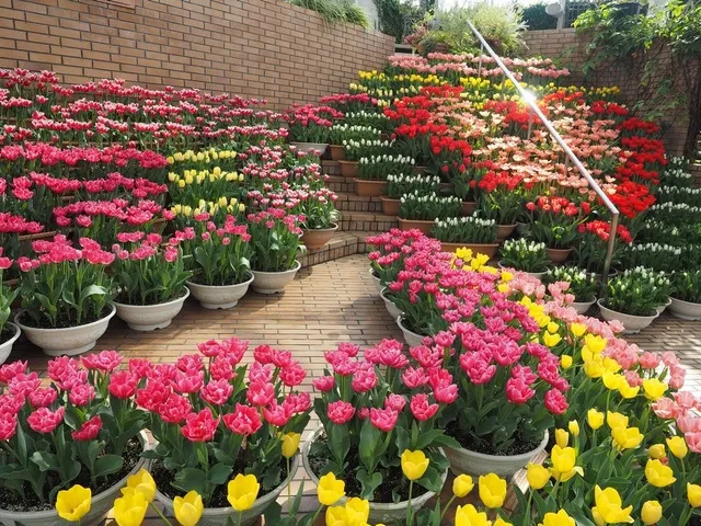 春を告げる早咲きチューリップ展