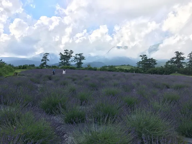 ラベンダー収穫祭～香りを束ねる、初夏の花時間～