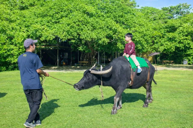 期間限定　水牛背乗り体験
