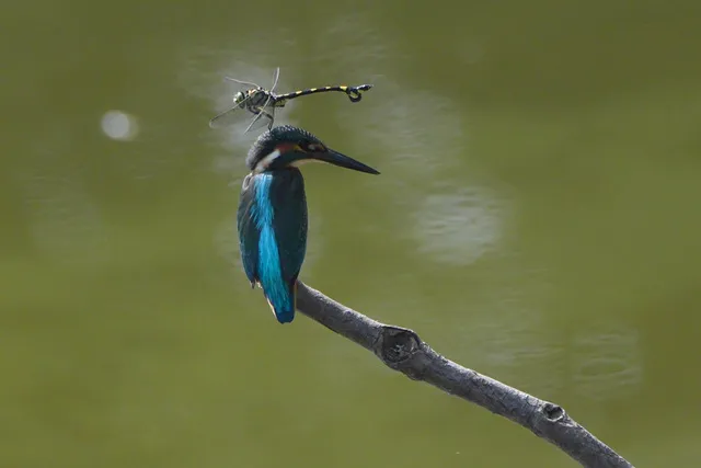 西村一利写真展 ～車椅子から一瞬を撮るカワセミの美しさと魅力！～