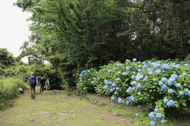 【あじさい・見ごろ】高野坂