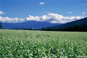 椛の湖そばの花まつり2026 in月の市