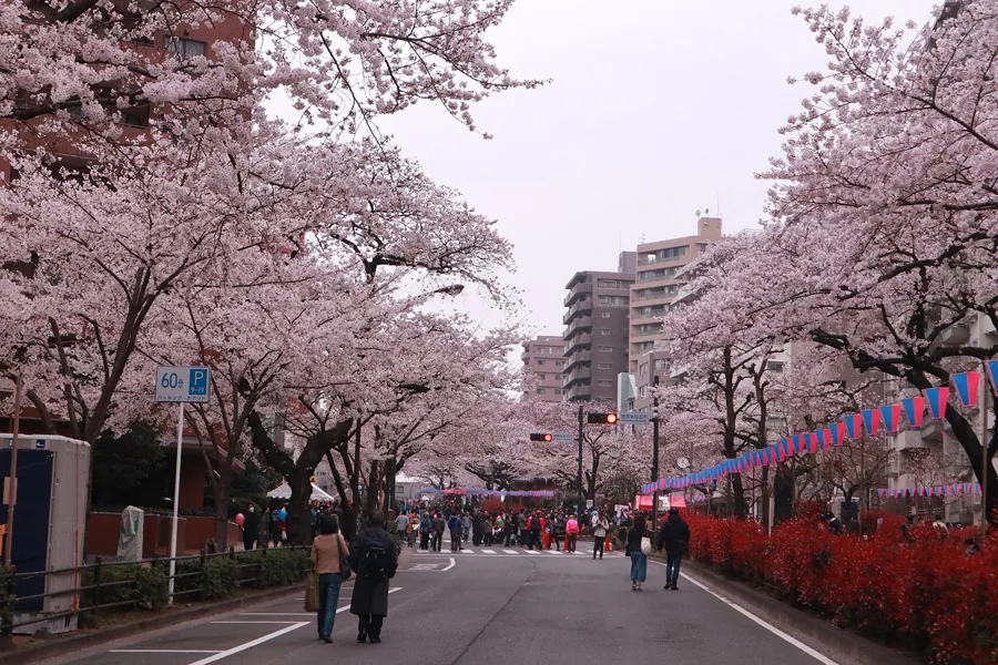 文京さくらまつり_2