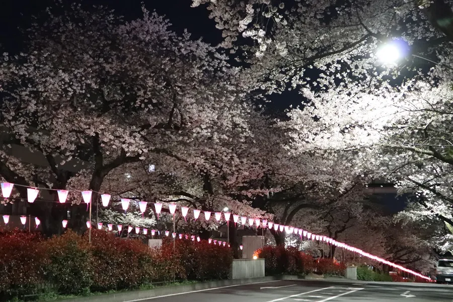 文京さくらまつり_4