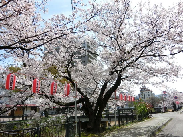 【桜・見ごろ】柿川沿い