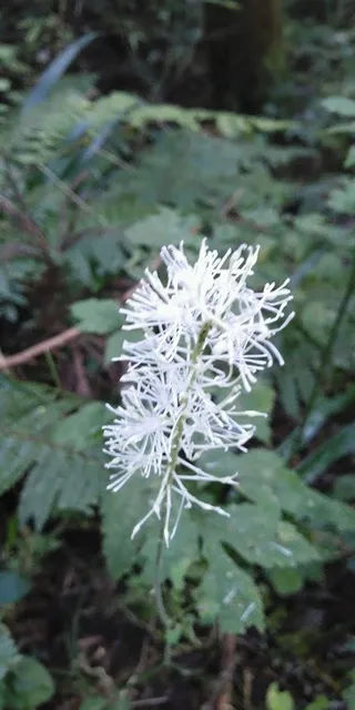 高尾山和ハーブ散策　～結構身近な有用植物～