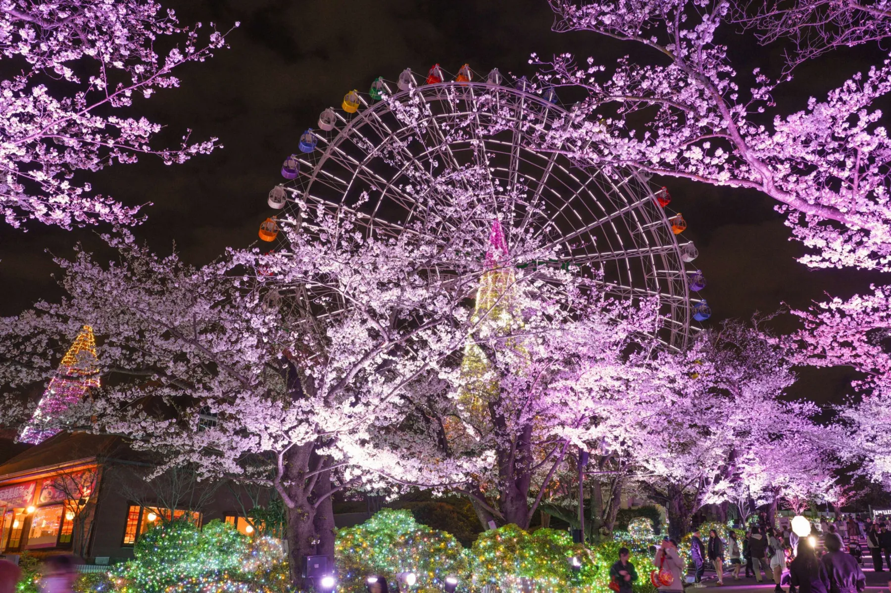 夜桜ジュエルミネーション_2