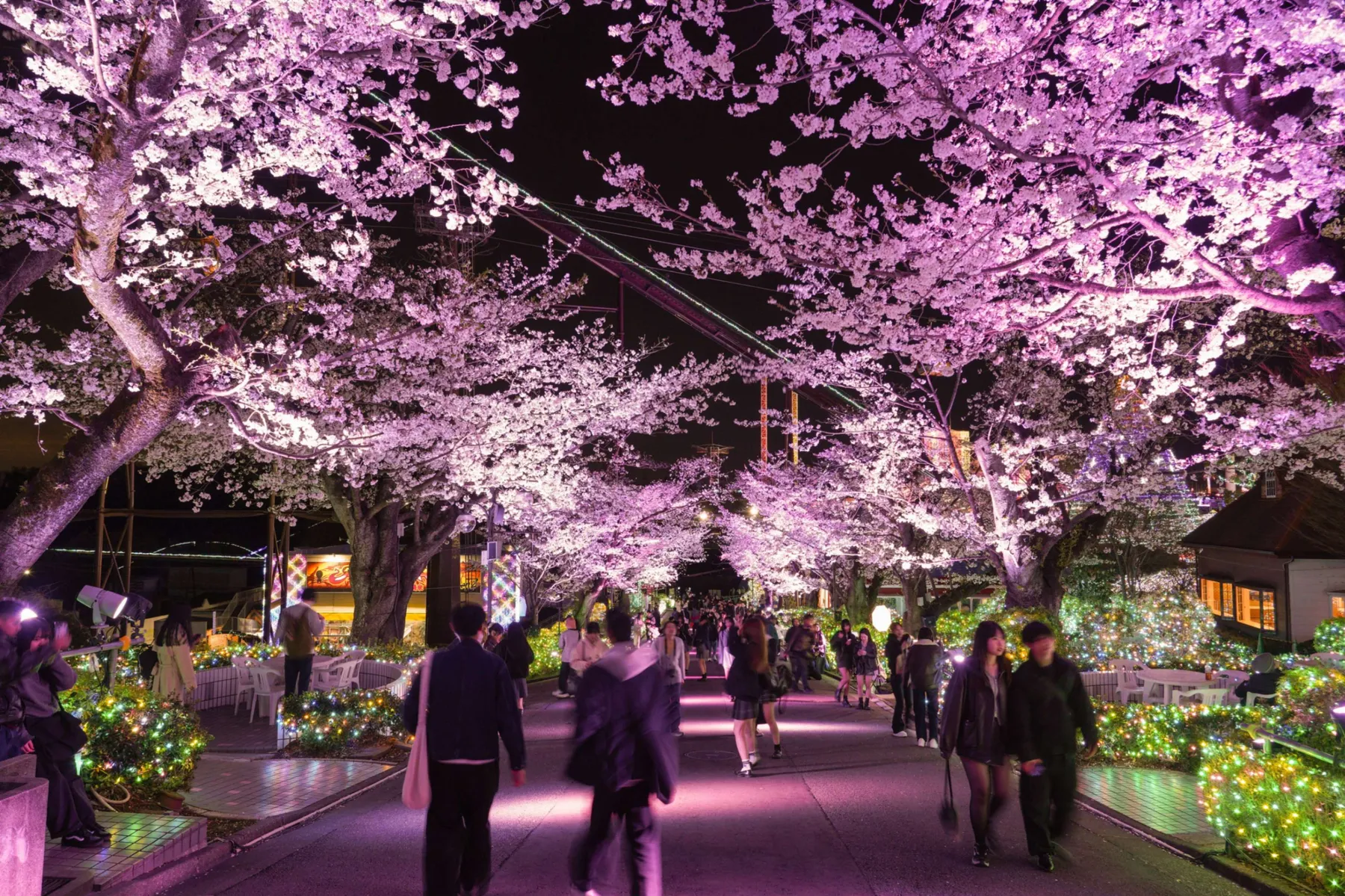 夜桜ジュエルミネーション_3
