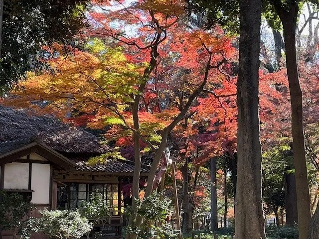 【紅葉・見ごろ】蘆花恒春園