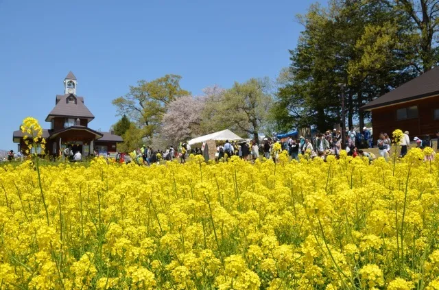 第43回いいやま菜の花まつり