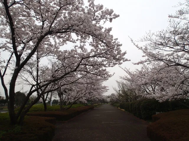 【桜・見ごろ】アルネットホームスマイルパークしらこばと_1