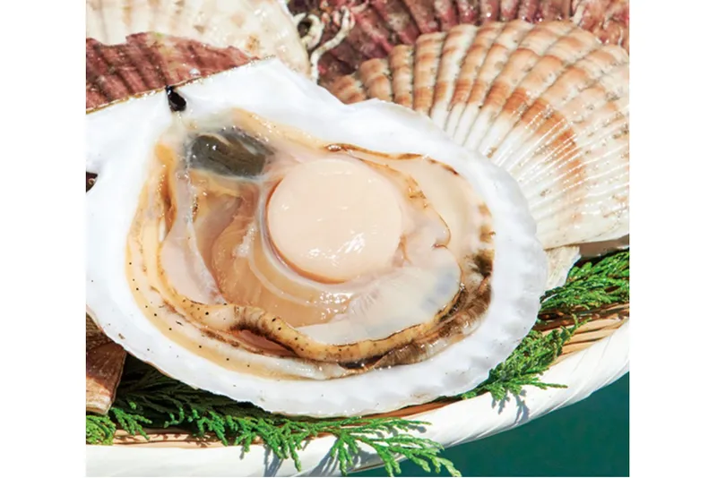 初登場・1週目のみ出店[さるふつまるごと館]　 猿払村  　殻付きほたて（1個）540円〈水揚げ状況により入荷が無い場合がございます。〉