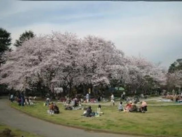 【桜・見ごろ】里見公園