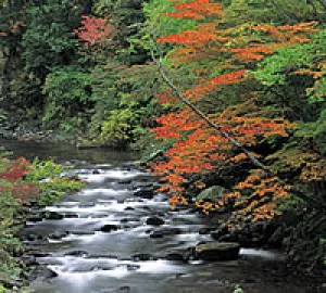 【紅葉・見ごろ】照葉峡