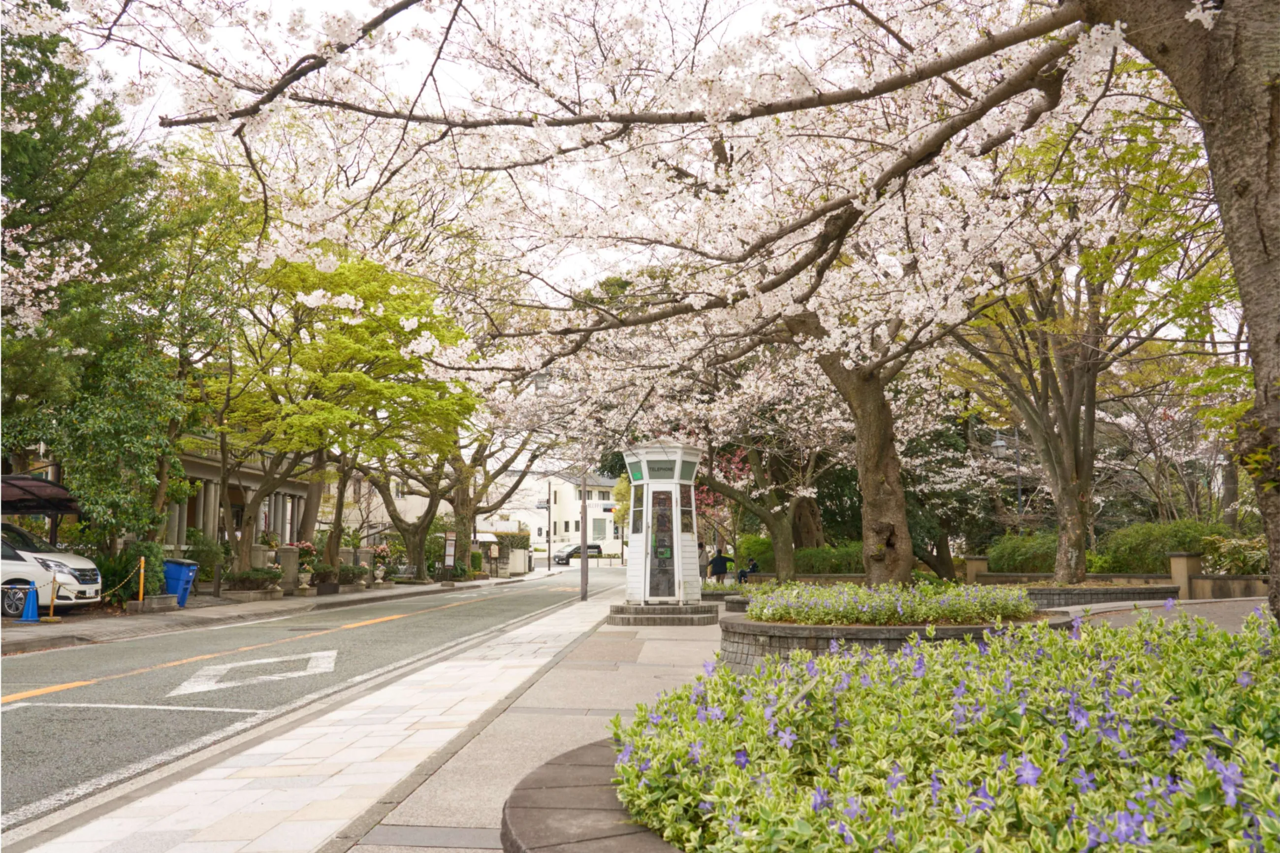 神奈川の桜まつり・お花見イベント情報2026