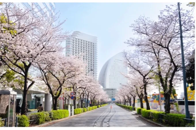 神奈川の桜まつり・お花見イベント情報2026