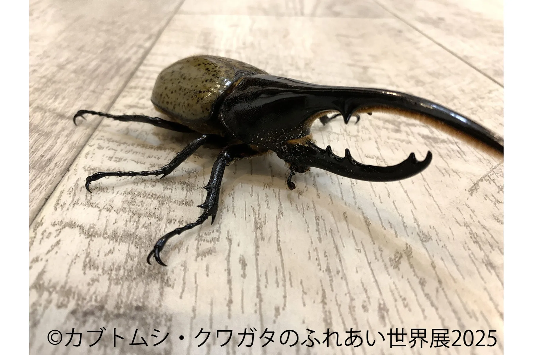 カブトムシ・クワガタのふれあい世界展 2025_1