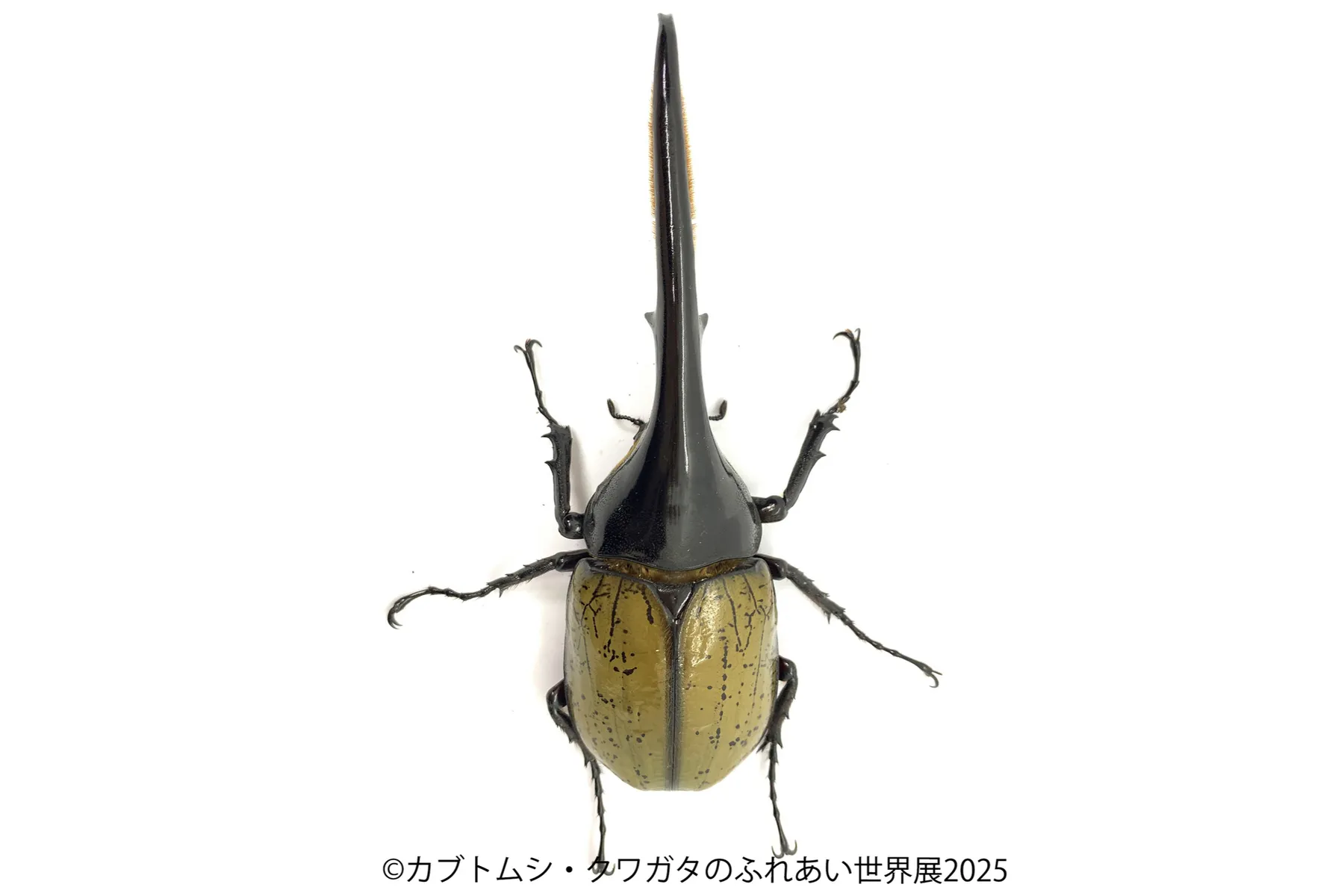 カブトムシ・クワガタのふれあい世界展 2025_10