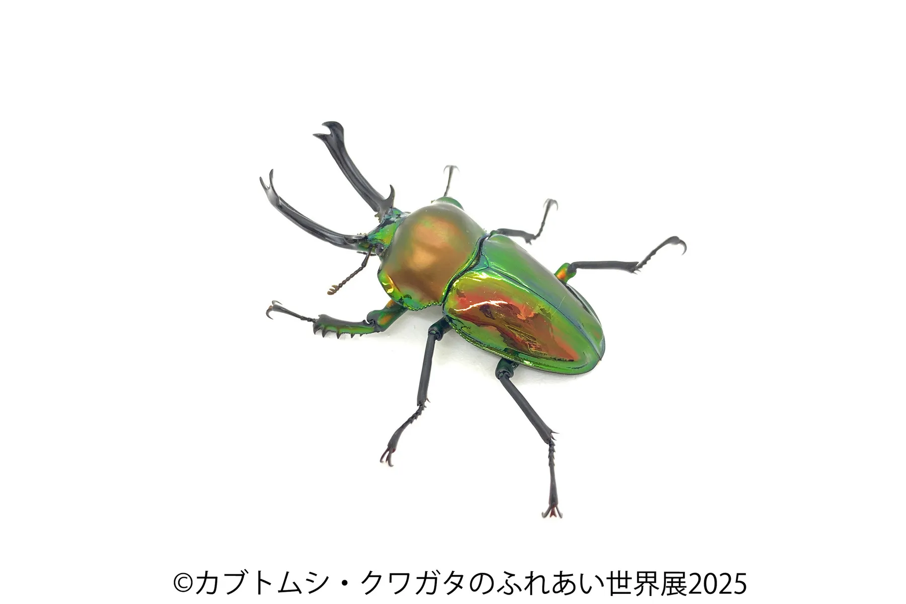 カブトムシ・クワガタのふれあい世界展 2025_11
