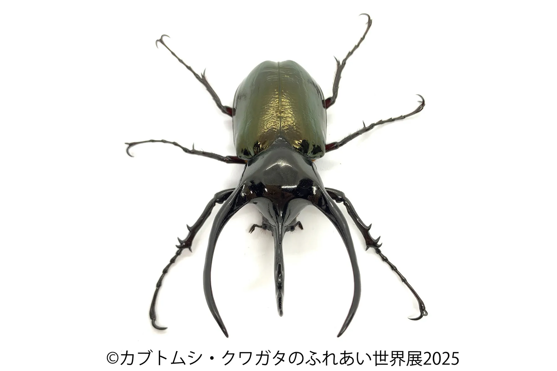 カブトムシ・クワガタのふれあい世界展 2025_12