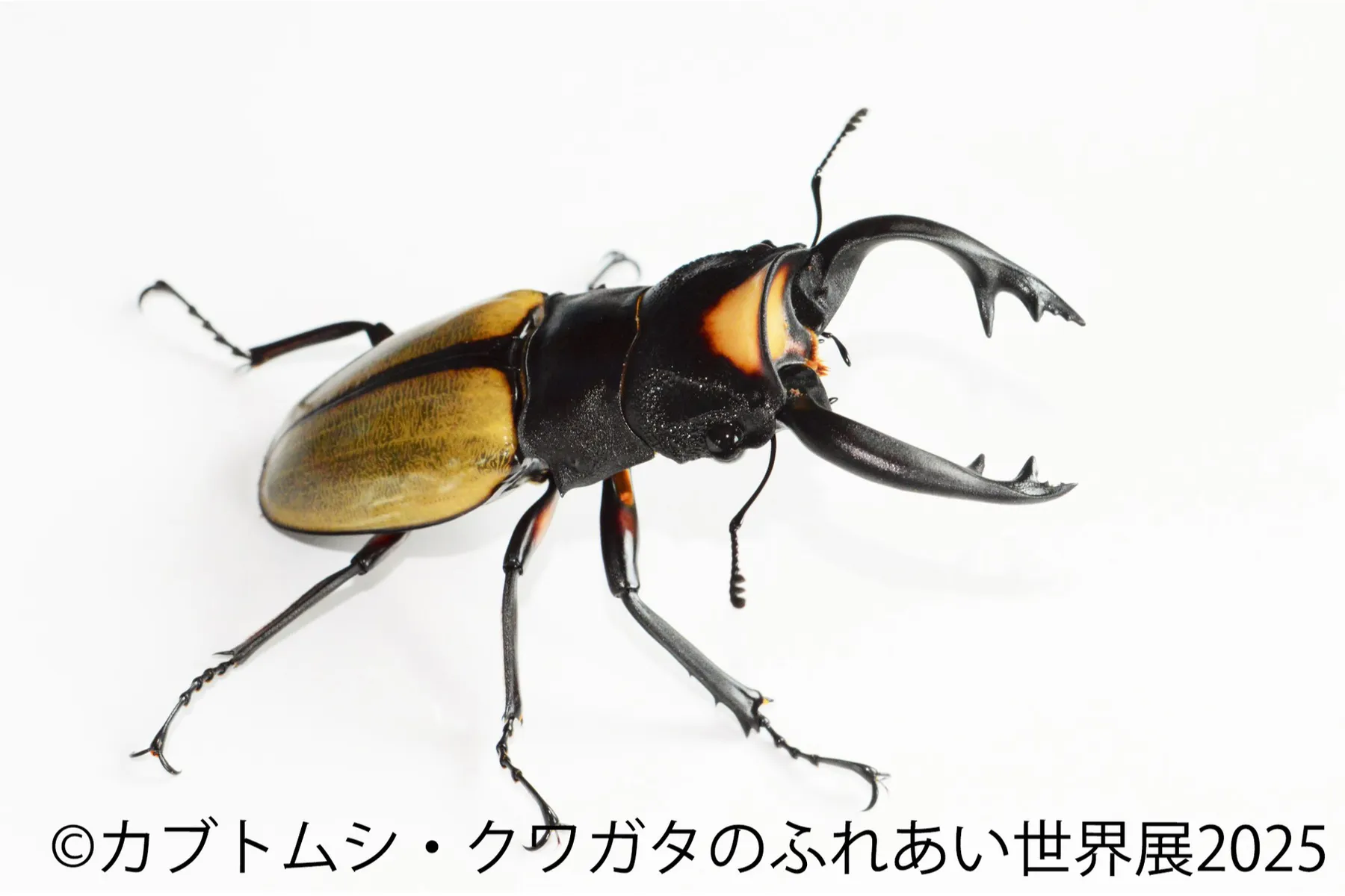 カブトムシ・クワガタのふれあい世界展 2025_14
