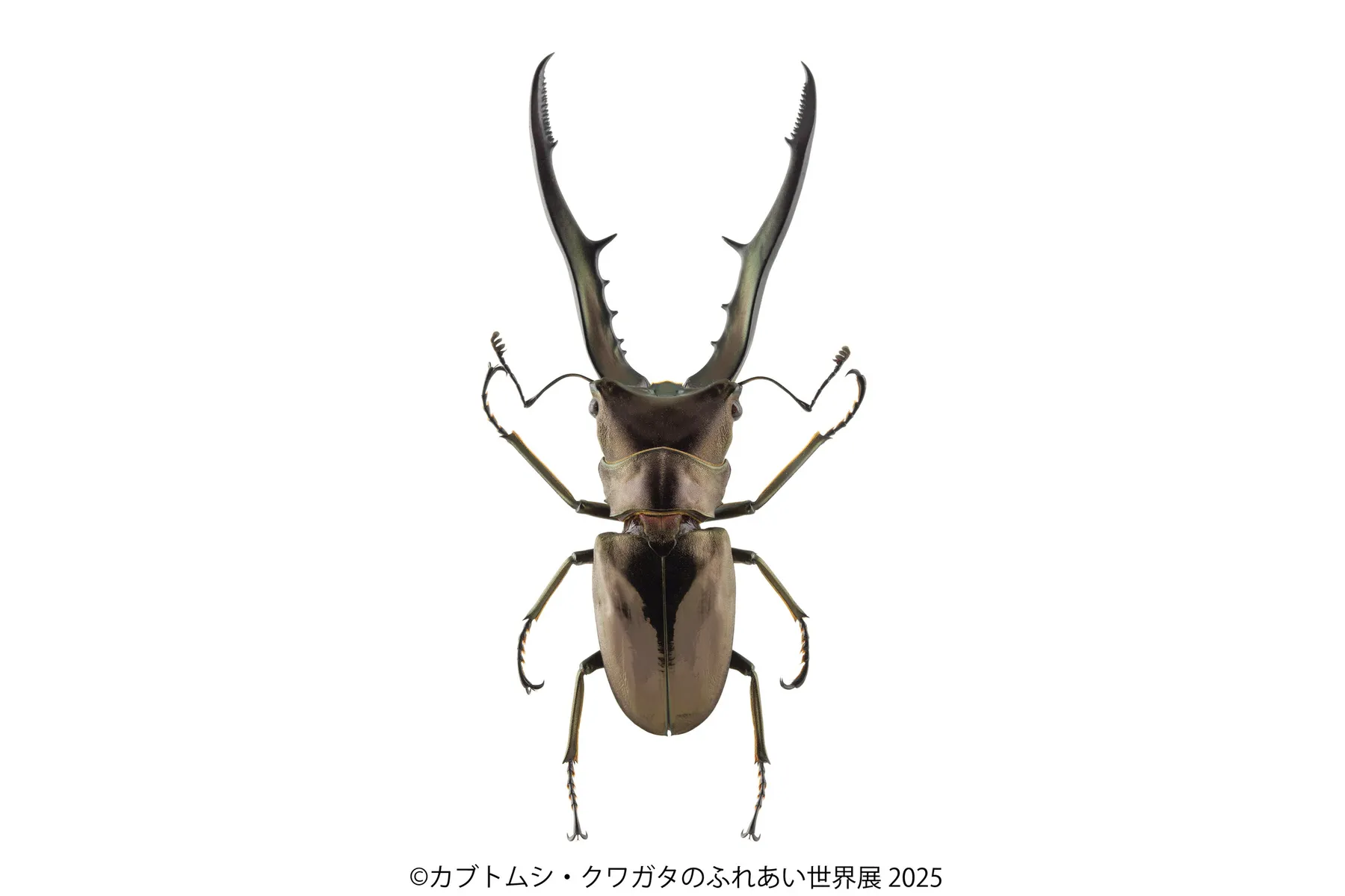 カブトムシ・クワガタのふれあい世界展 2025_15