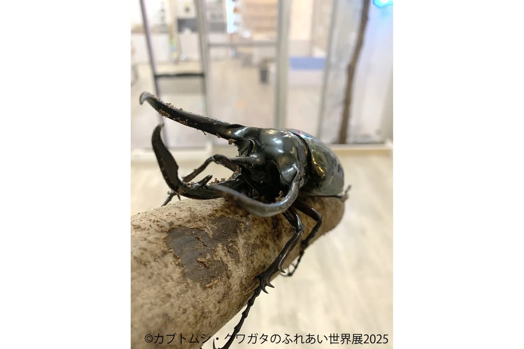 カブトムシ・クワガタのふれあい世界展 2025_2