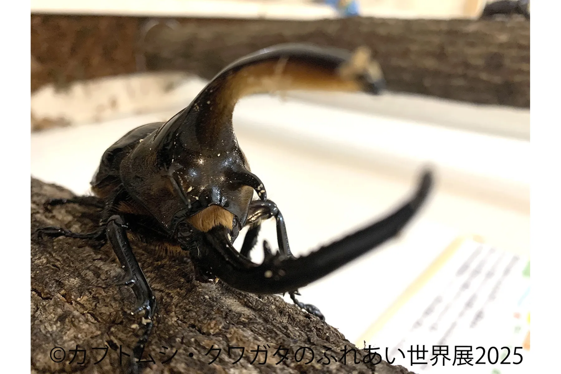 カブトムシ・クワガタのふれあい世界展 2025_3