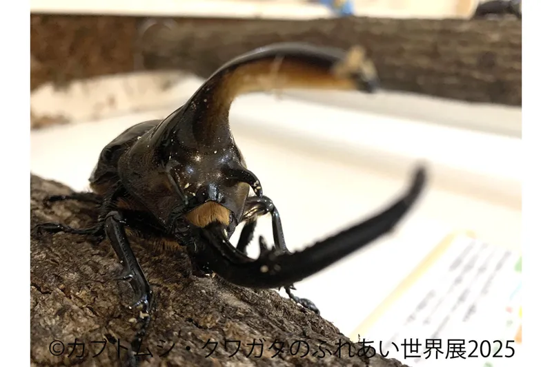 カブトムシ・クワガタのふれあい世界展 2025_3