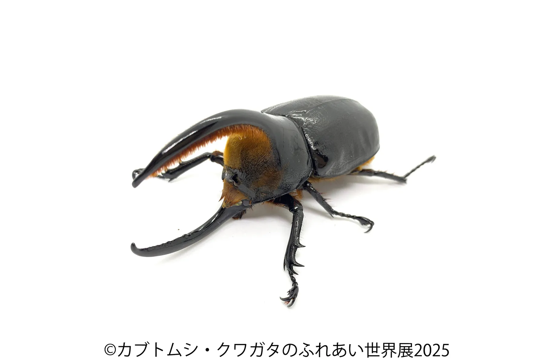 カブトムシ・クワガタのふれあい世界展 2025_6