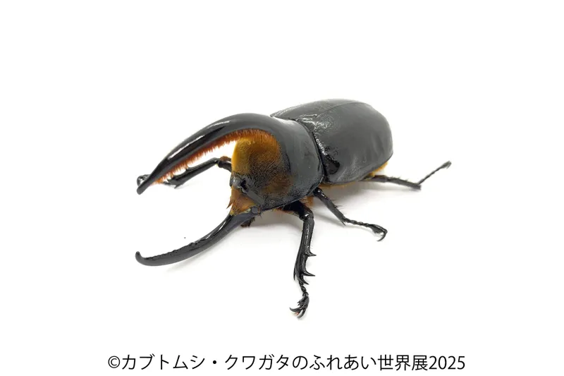 サタンオオカブト