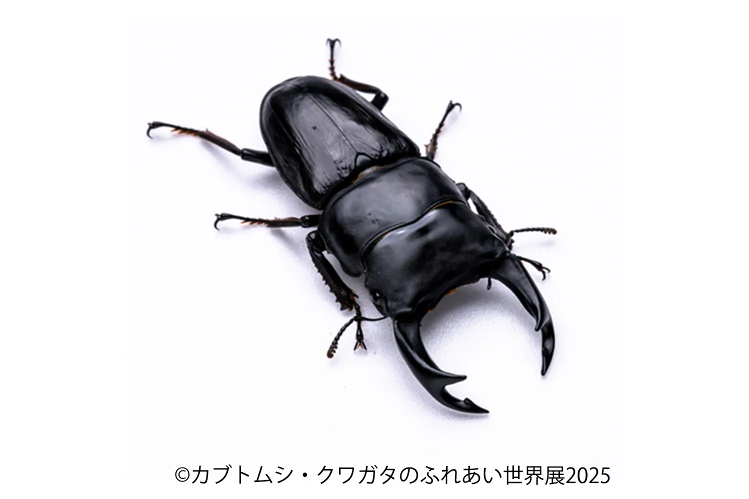 カブトムシ・クワガタのふれあい世界展 2025_7