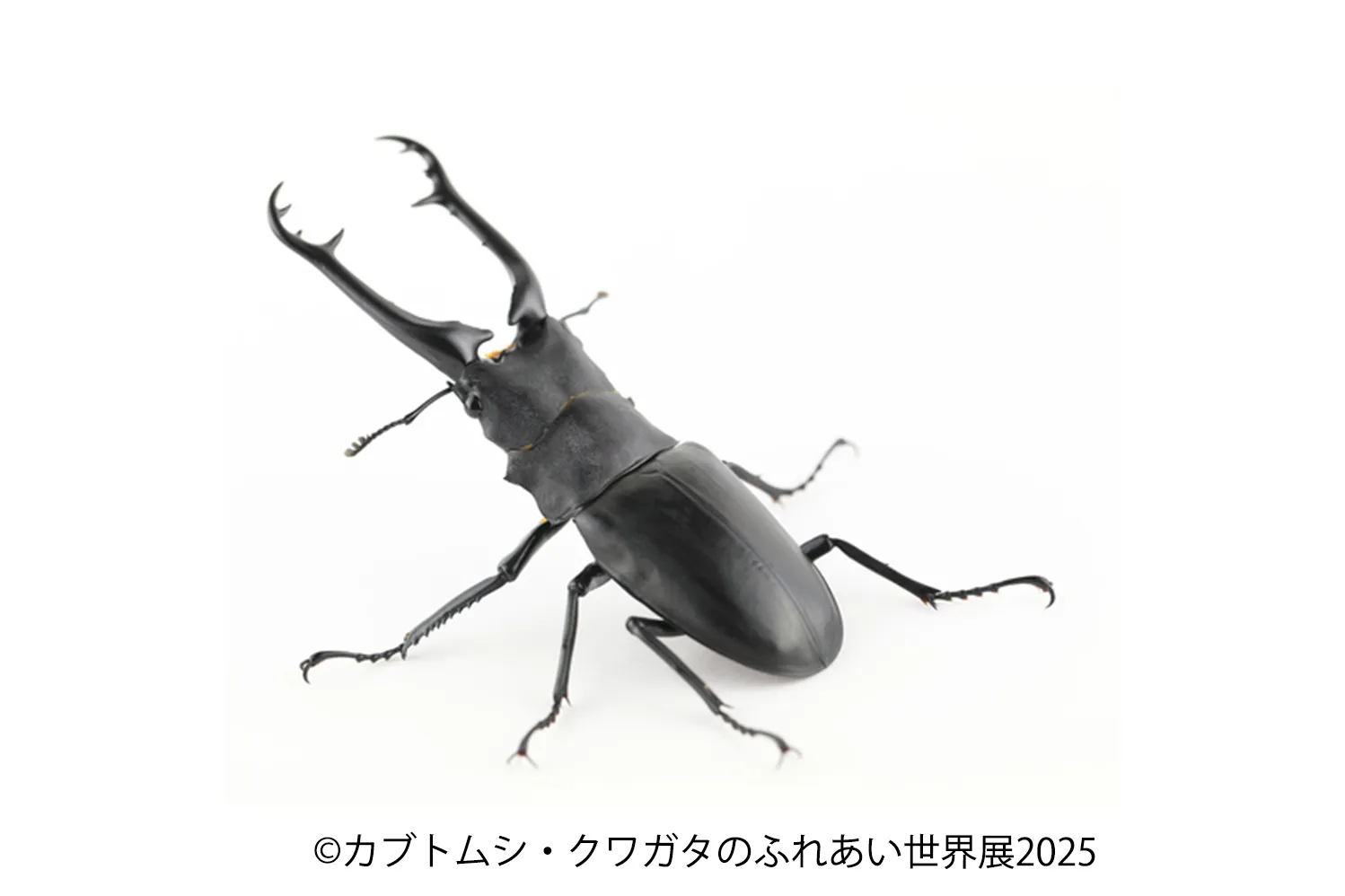 カブトムシ・クワガタのふれあい世界展 2025_8