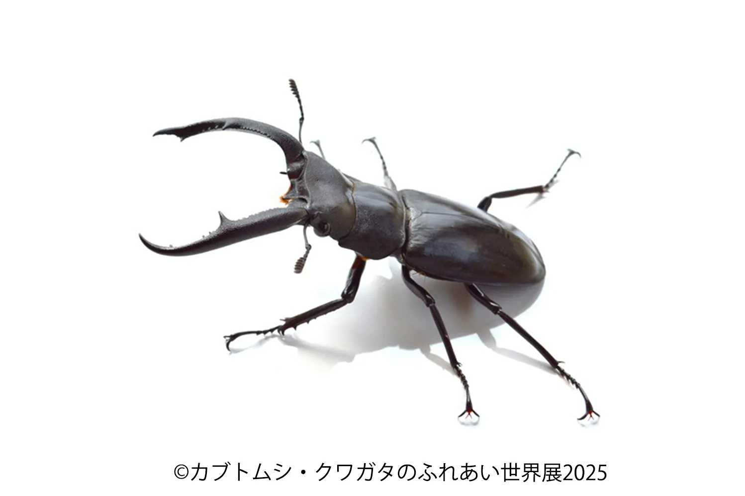 カブトムシ・クワガタのふれあい世界展 2025_9