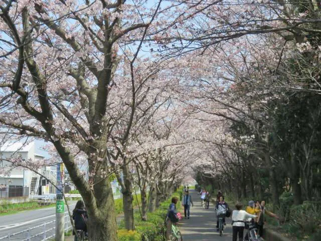 【桜・見ごろ】中央公園（茅ヶ崎市）_1