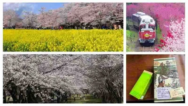 日本の桜名所100選　赤城南面千本桜！菜の花・桜・花桃の中を駆け抜けるトロッコわたらせ渓谷号