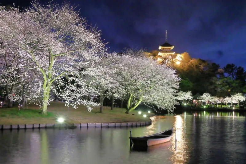 桜ライトアップ【三溪園】_1