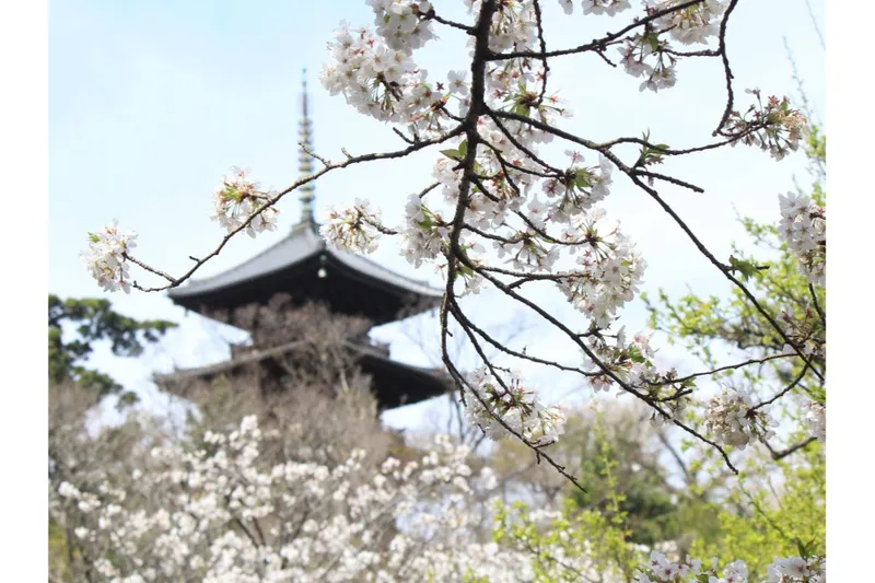 桜ライトアップ【三溪園】_2