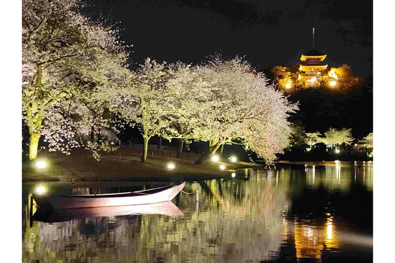 桜ライトアップ【三溪園】_3