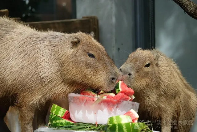 カピバラにスイカをプレゼント