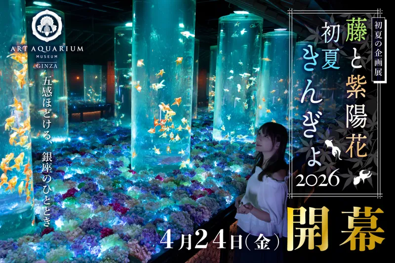 初夏の企画展「藤と紫陽花 初夏きんぎょ2026」