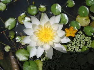 【花・見ごろ】越前町立福井総合植物園　プラントピア　スイレン