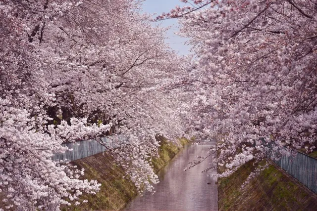 【桜・見ごろ】東坂戸団地の桜並木_1