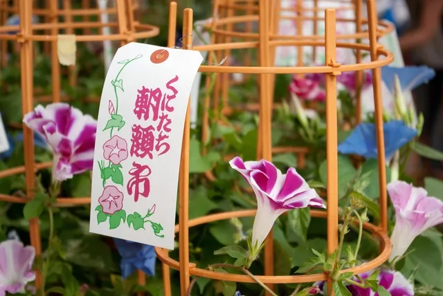 第38回 くにたち朝顔市_1